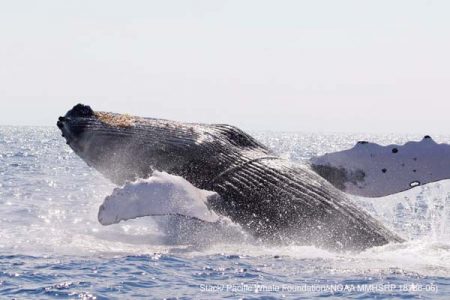 洋書 Hawaii's Humpback Whales: The Ultimate os-entangled-adult-male-whale-